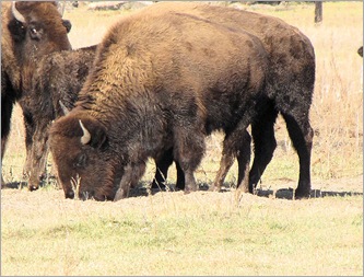 nd buffalo