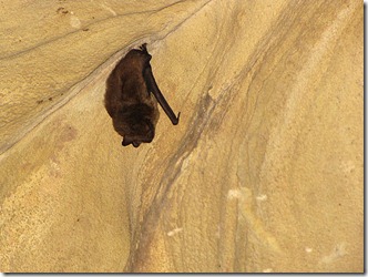 LaurelCaverns Bat