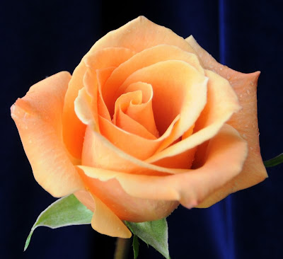 flores97.jpg