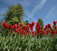 tulipes_2_web