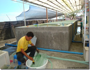 Algae is “painted” onto settlement plates for sea cucumber