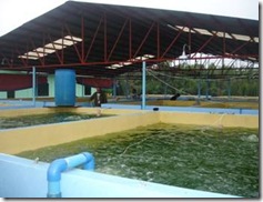 A portion of the hatchery showing the algal tanks