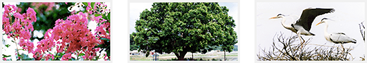 Uiseong Tree of the Town Zelkova Acuminata 