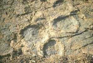 Uiseong Fossilized dinosaurs footprint of Jeo ri 06