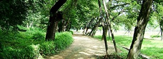 Uiseong Garo Forest