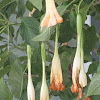 Angel's Trumpet