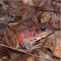 Red-legged Frog
