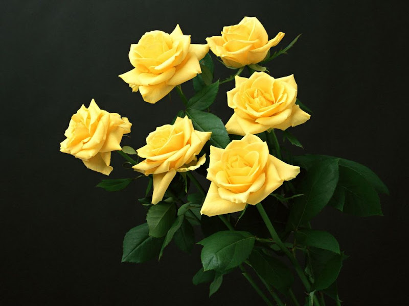 seis-rosas_1214_1024x768.jpg