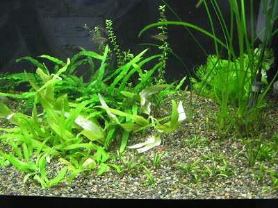 きれいさっぱり トリミング 緑がいっぱい自然派水草水槽