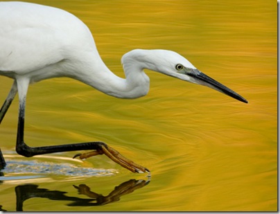 Garzetta (Egretta garzetta)