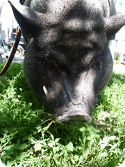 Alistair the pig 046