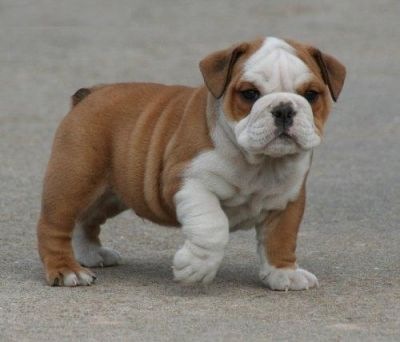 [big_900 English Bulldog Puppy For Sale01[3].jpg]