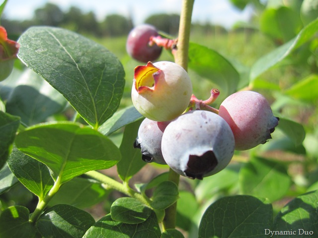 [blueberries!  YUMMO[3].jpg]