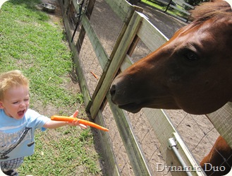 gus tells the horse to open up, then claps when he eats his carrot! (2)