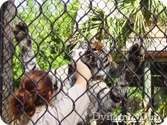 tiger feeding, stretching out! (2)