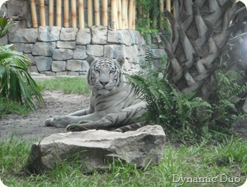tigers (2)