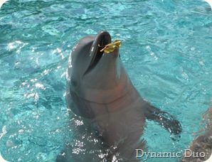 dolphin playing with a leaf, too cute!!! (3)