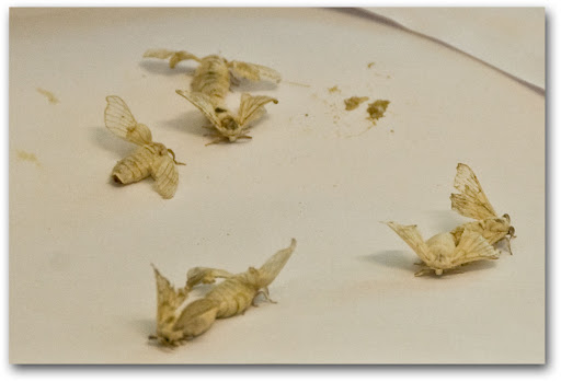 Silk moths