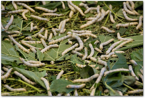 Silkworms