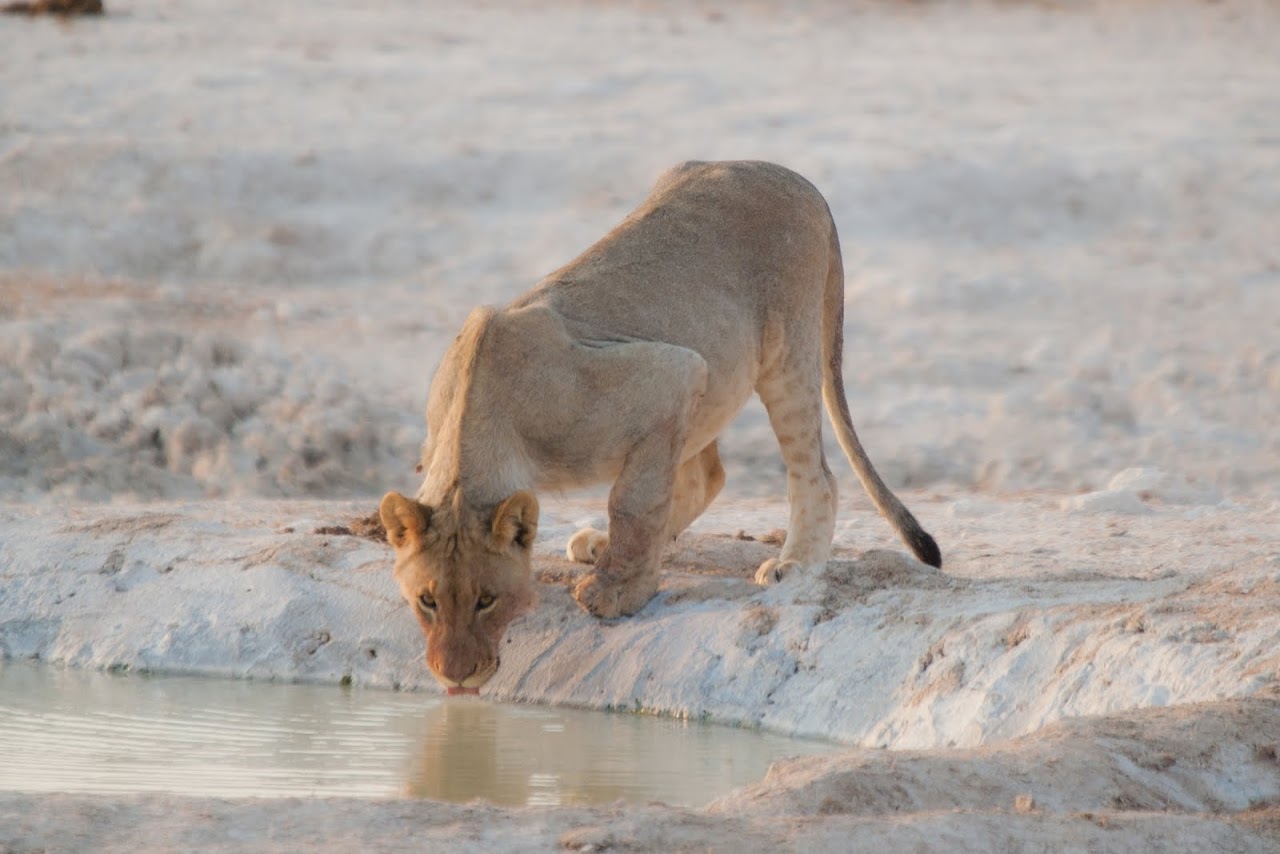 25 Lions 24 Hours The Road Forks Travel And Food Blog