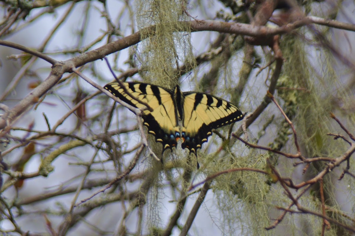 Eatern Tiger Swallowtail