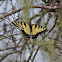 Eatern Tiger Swallowtail