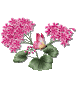 dsc.gif
