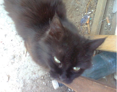 ВИННИЦА. Найден Черный кот в Виннице. Сайт бюро находок