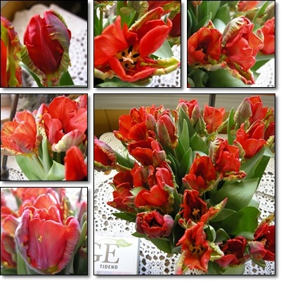 [tulipaner[9].jpg]