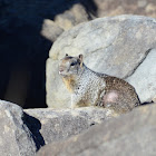 California Ground Squirrel
