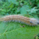 Palmking caterpillar