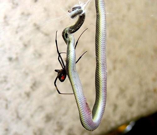 [red back spider eating snake[3].jpg]