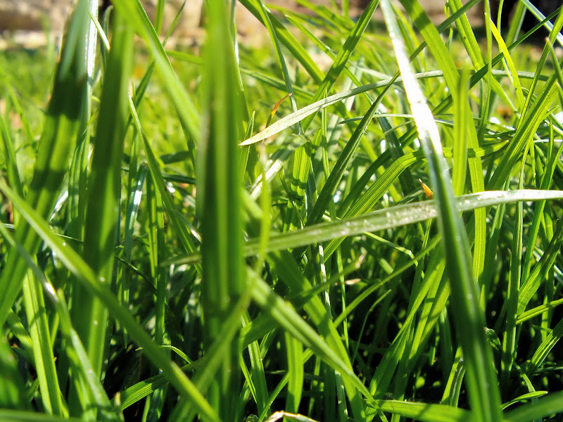 Windows Vista desktop wallpapers-Windows Vista desktop wallpapers