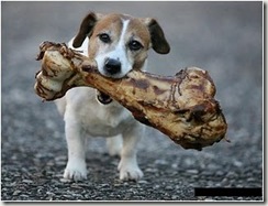 osso de cachorro