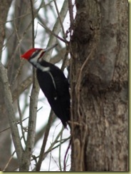 Feb. 2011 piliated woodpecker 037