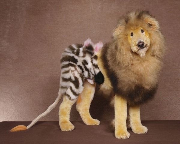 poodle+lion+zebra%5B3%5D.jpg