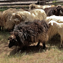 Navajo Churro Sheep