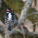 Downy Woodpecker close ups