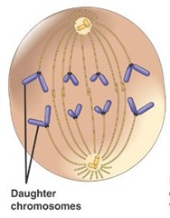 Reproduksi Sel (2) : Amitosis dan Mitosis (plus video animasi) Reproduksi Sel (2) : Amitosis dan Mitosis (plus video animasi)