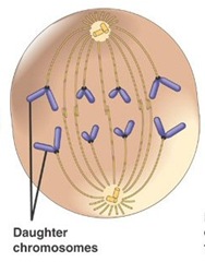 Reproduksi Sel (2) : Amitosis dan Mitosis (plus video animasi)