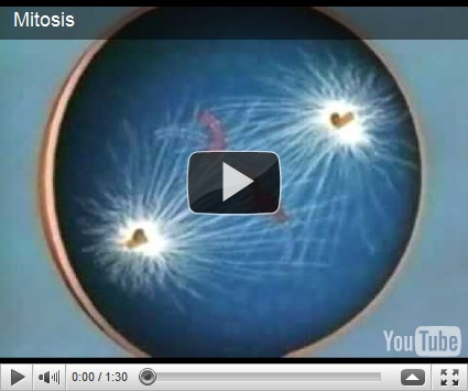 Reproduksi Sel (2) : Amitosis dan Mitosis (plus video animasi)