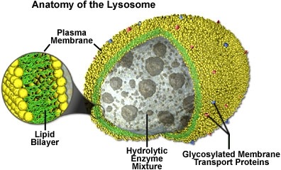 [lysosomes[4].jpg]