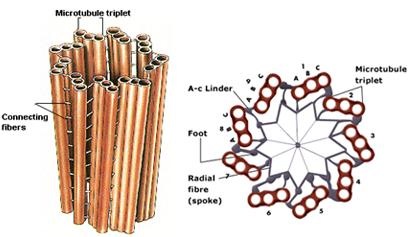[structure-of-centriole[2].jpg]