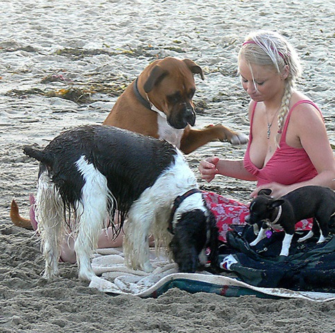 [dog_busted_beach_staring_20100305_1651170483[3].jpg]