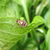 Helmeted Squash Bug (nymph)