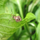 Helmeted Squash Bug (nymph)