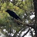 Slender-billed Crow