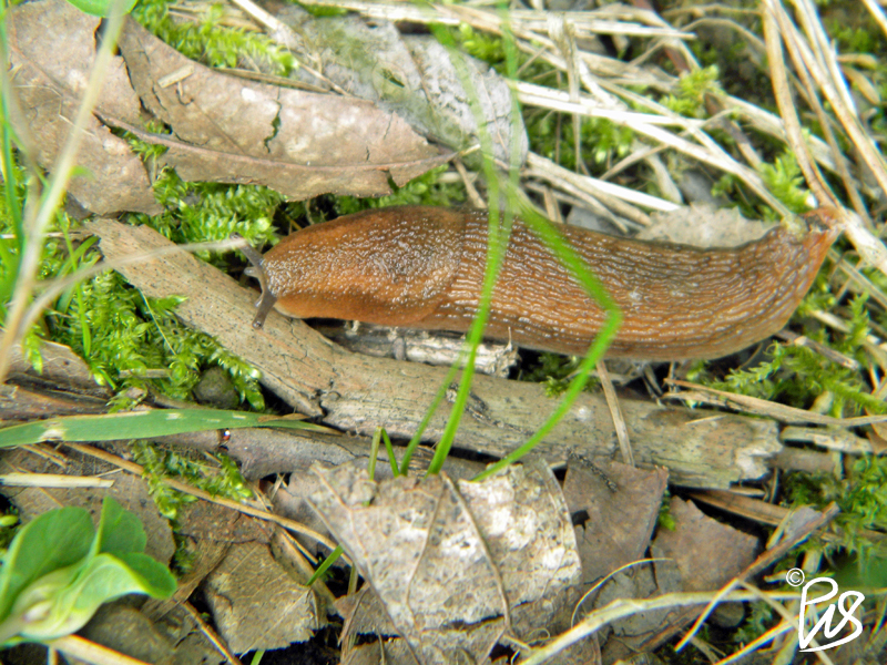 Dusky Slug