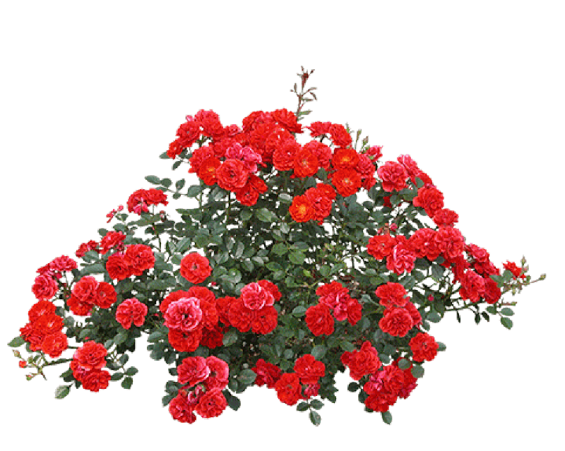 6_roses10%5B1%5D.png