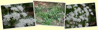 View hammock snakeroot